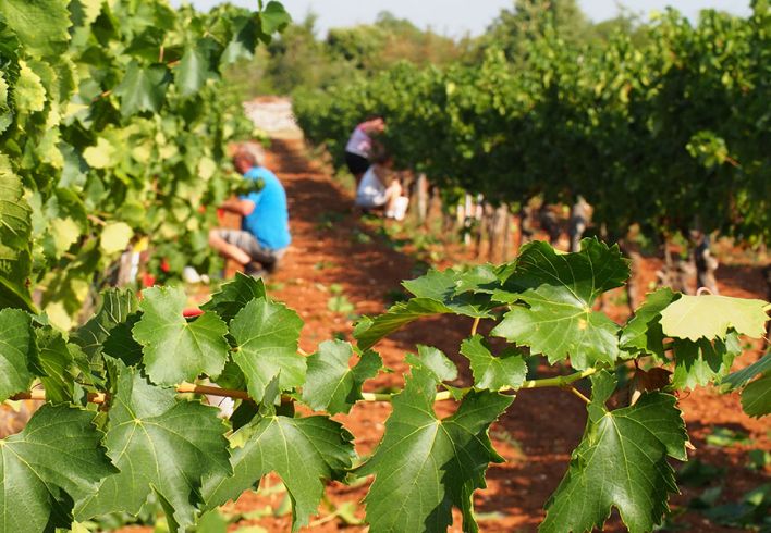 Frisch geerntete Oliven mit Meerblick