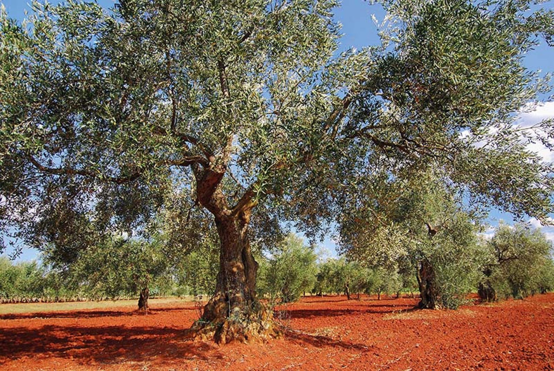 Olivenhain in Kroatien mit rotem Boden